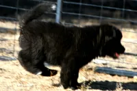 PKF1 , a female Akita for sale in Anza, CA – 10 of 10