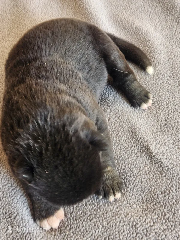 NTM1 – Akita puppy for sale in Anza, CA