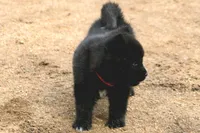 NTF1, a female Akita for sale in Anza, CA – 7 of 10