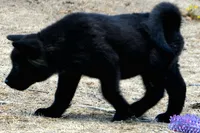 NTM1, a male Akita for sale in Anza, CA – 3 of 10