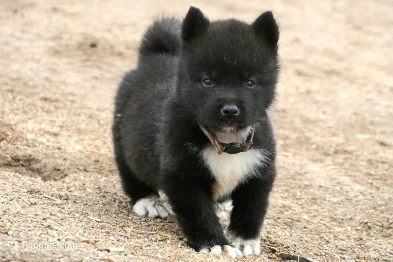 NTF4 – Akita puppy for sale in Anza, CA