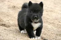 NTF4, a female Akita for sale in Anza, CA – 1 of 8