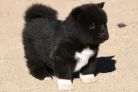 EOM2, a male Akita for sale in Anza, CA – 7 of 10