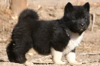EOF1 HOLD, a female Akita for sale in Anza, CA – 3 of 10