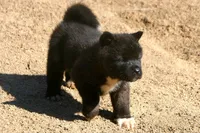 EOM0 HOLD, a male Akita for sale in Anza, CA – 2 of 6