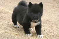 NTF4, a female Akita for sale in Anza, CA – 4 of 8