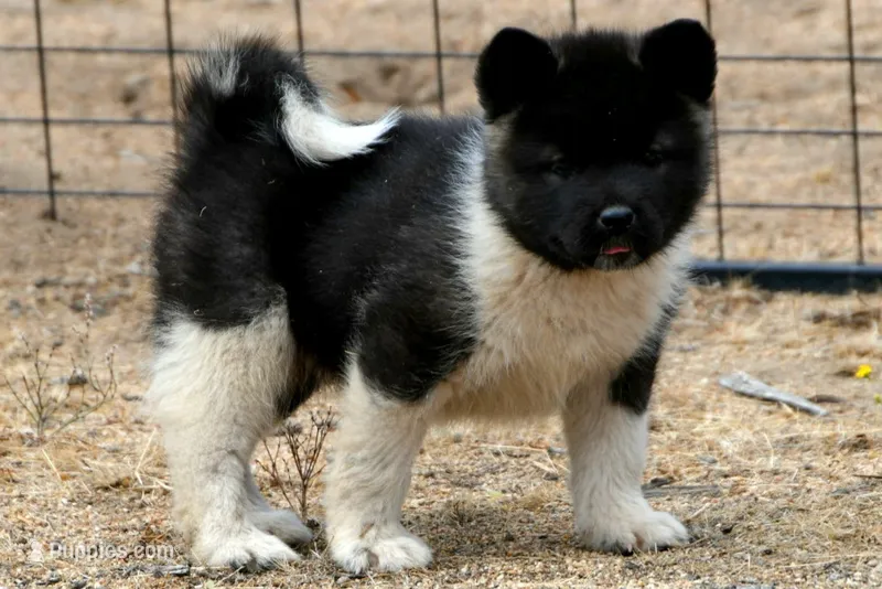 EOF0 – Akita puppy for sale in Anza, CA