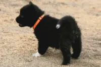 NTF3, a female Akita for sale in Anza, CA – 8 of 8