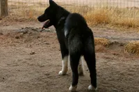 WMF3, a female Akita for sale in Anza, CA – 10 of 10