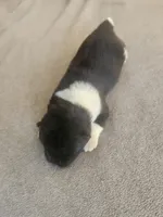 PKM1, a male Akita for sale in Anza, CA – 3 of 6