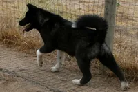 WMF3, a female Akita for sale in Anza, CA – 9 of 10