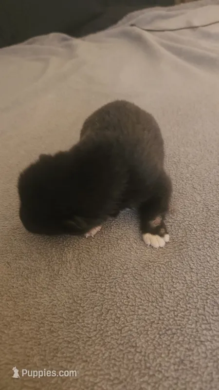 LFM2 – Akita puppy for sale in Anza, CA