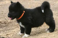 NTF3, a female Akita for sale in Anza, CA – 2 of 8