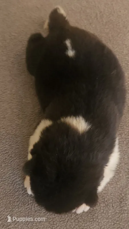 LFM1 – Akita puppy for sale in Anza, CA