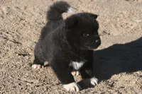 MKM1, a male Akita for sale in Anza, CA – 2 of 6