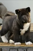 EOF1, a  Akita for sale in Anza, CA – 7 of 9
