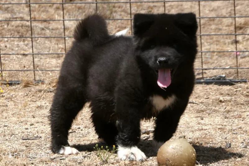 MKM1 – Akita puppy for sale in Anza, CA