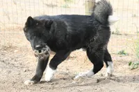 GLF2, a  Akita for sale in Anza, CA – 3 of 6