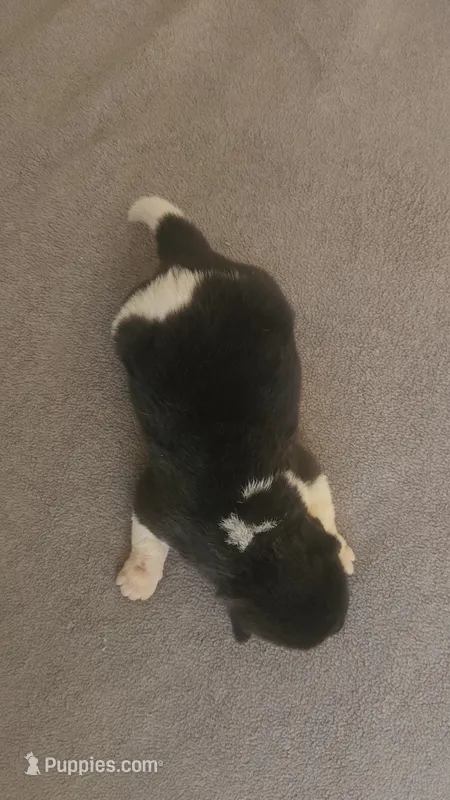 LFM0 – Akita puppy on hold in Anza, CA