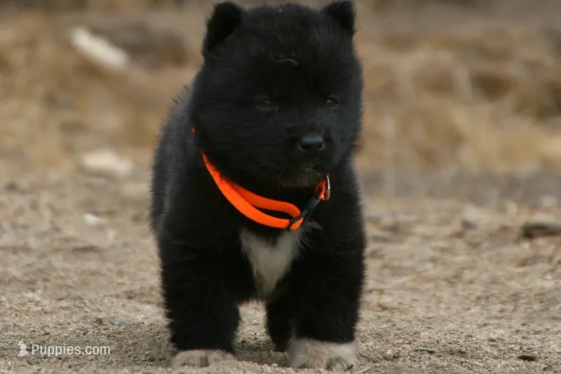 NTF3 – Akita puppy for sale in Anza, CA