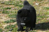 BKM1 LC HOLD, a male Akita for sale in Anza, CA – Photo 4 of 10