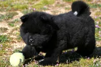 BKM1 LC HOLD, a male Akita for sale in Anza, CA – Photo 8 of 10