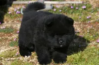 BKM1 LC HOLD, a male Akita for sale in Anza, CA – Photo 7 of 10