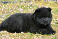 BKM1 LC HOLD, a male Akita for sale in Anza, CA – Photo 9 of 10
