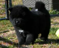 BKM1 LC HOLD, a male Akita for sale in Anza, CA – Photo 1 of 10