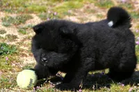 BKM1 LC HOLD, a male Akita for sale in Anza, CA – Photo 6 of 10