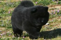 BKM1 LC HOLD, a male Akita for sale in Anza, CA – Photo 2 of 10