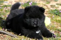 BKM1 LC HOLD, a male Akita for sale in Anza, CA – Photo 10 of 10