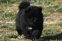 BKM1 LC HOLD, a male Akita for sale in Anza, CA – Photo 3 of 10