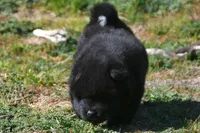 BKM1 LC, a male Akita for sale in Anza, CA – Photo 5 of 7