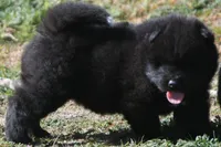 BKM1 LC, a male Akita for sale in Anza, CA – Photo 3 of 7