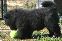 BKM1 LC HOLD, a male Akita for sale in Anza, CA – Photo 5 of 10