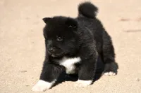 EOM2, a male Akita for sale in Anza, CA – 4 of 10