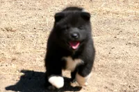 LFF1, a female Akita for sale in Anza, CA – 5 of 10