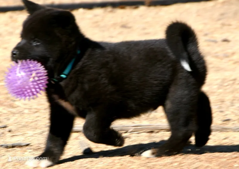 EOM3  – Akita puppy for sale in Anza, CA