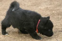 NTF1, a female Akita for sale in Anza, CA – 9 of 10