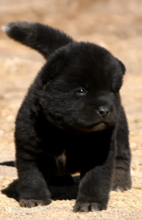 PKF1 – Akita puppy for sale in Anza, CA