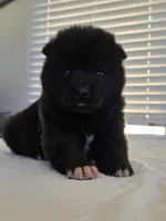 RUGER, a male Akita for sale in Anza, CA – 6 of 10