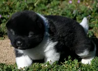 IHF2, a female Akita for sale in Anza, CA – Photo 3 of 4