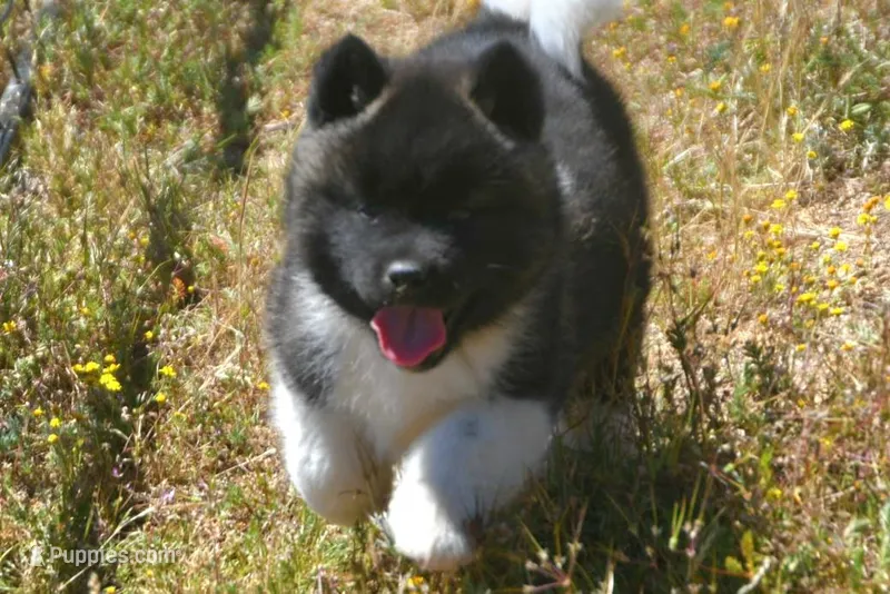 IHF2 – Akita puppy for sale in Anza, CA