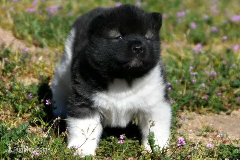 IHF2 – Akita puppy for sale in Anza, CA