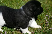 IHF2, a female Akita for sale in Anza, CA – Photo 4 of 4