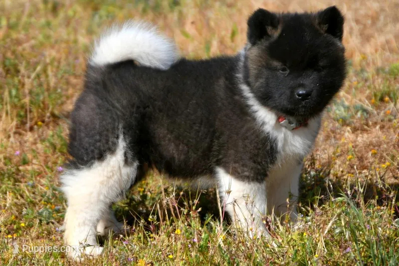 IHF2 – Akita puppy for sale in Anza, CA