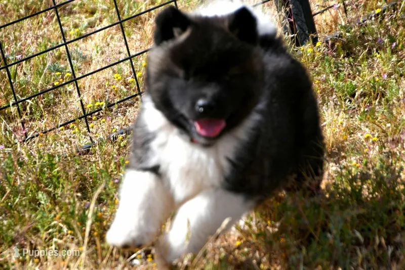 IHF2 – Akita puppy for sale in Anza, CA