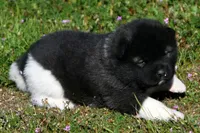 IHF2, a female Akita for sale in Anza, CA – Photo 2 of 4