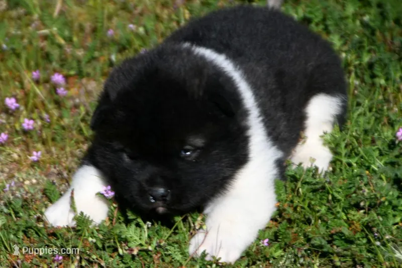 IHF2 – Akita puppy for sale in Anza, CA